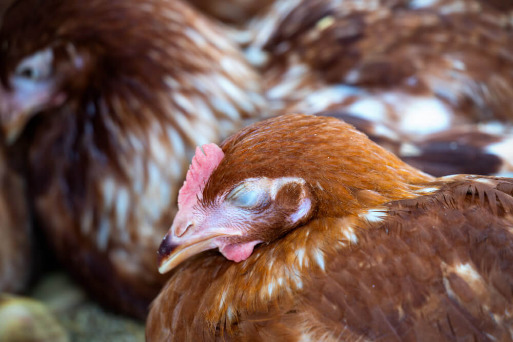 Ma poule couve depuis plus d'un mois est-ce normal ? 3