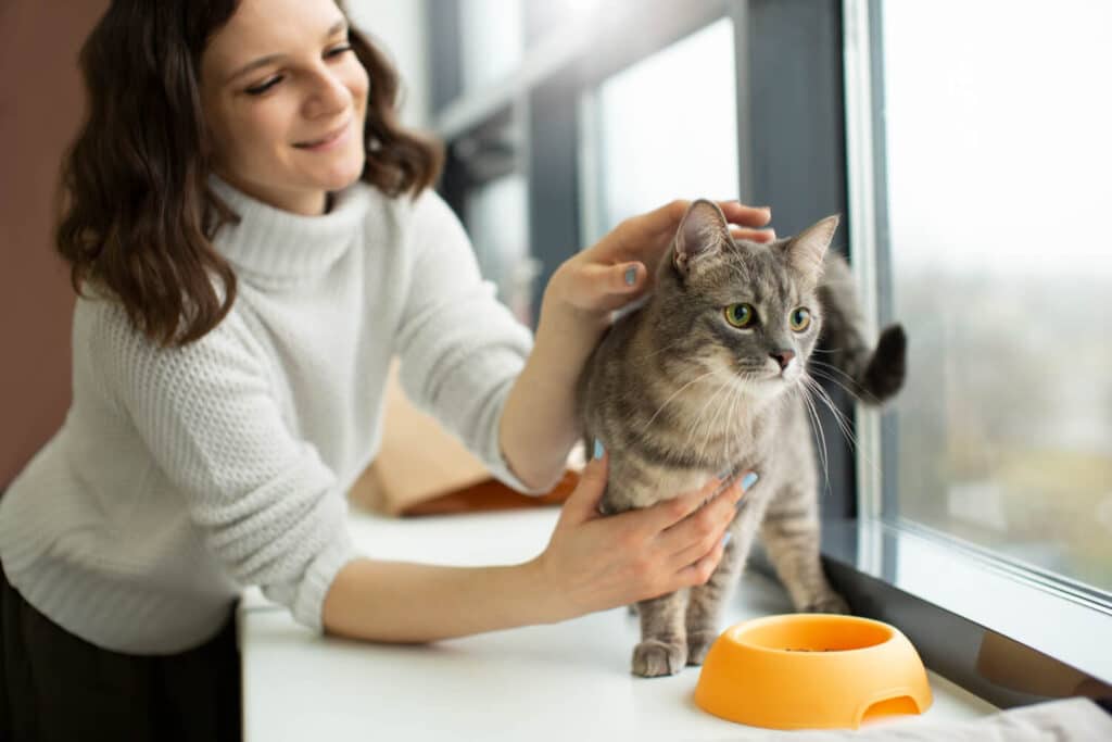 Mon chat ne vient me voir que pour manger : comprendre et renforcer votre relation 3