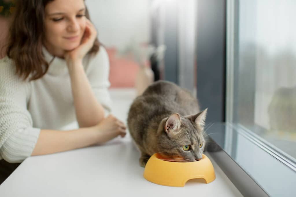 Chat qui s'approche de sa gamelle en ignorant son propriétaire assis à côté
