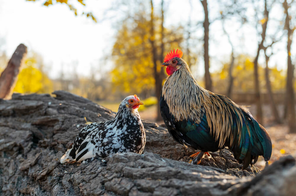 Combien de temps vit un coq ? Espérance de vie selon les races et les conditions 3