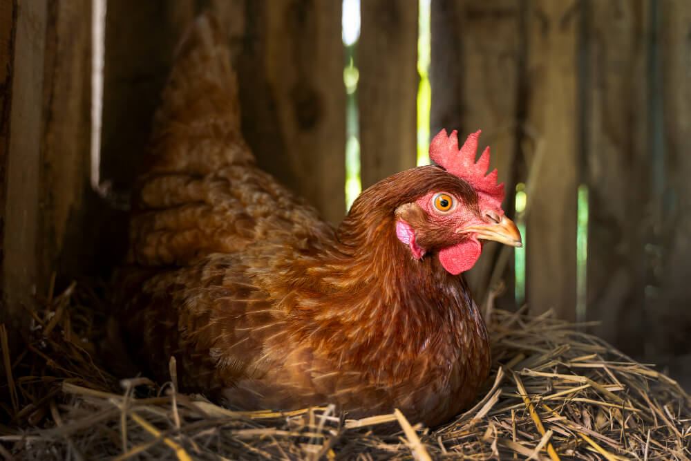 poule couve trop longtemps