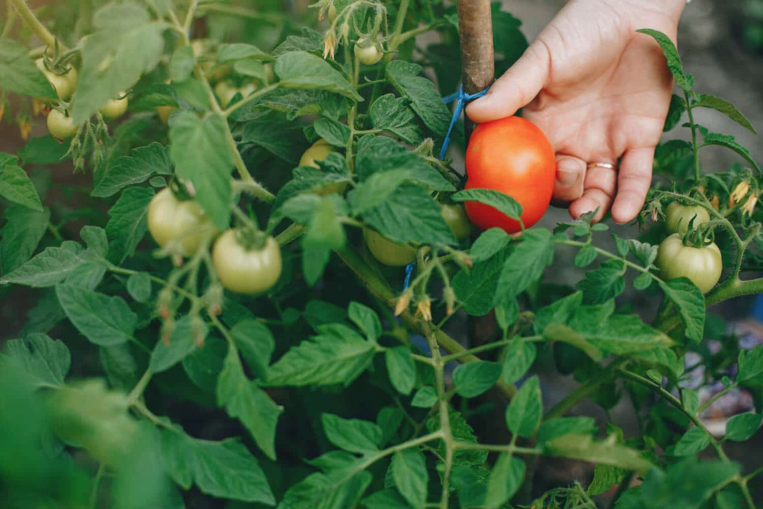 Plant de tomate en fin de saison avec question sur la repousse après l'hiver
