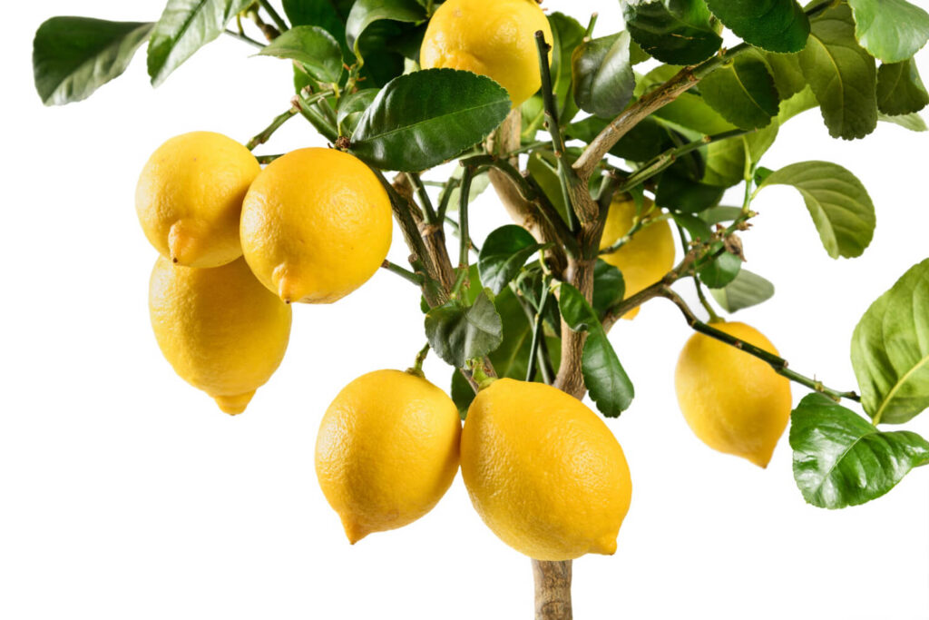 Branches de citronnier présentant de nombreuses épines naturelles et drageons épineux