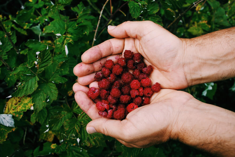 Peut-on manger les vers des framboises ?
