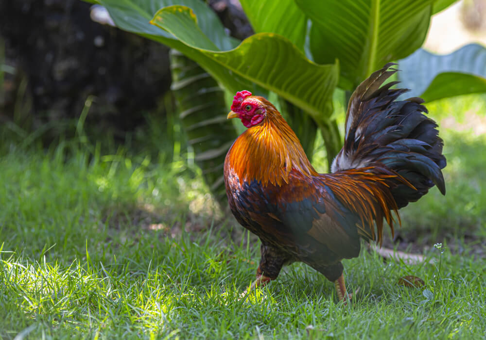 espérance de vie coq