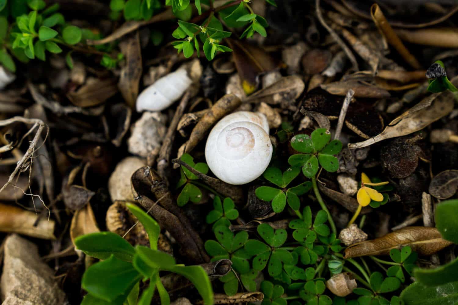 Petits escargots blancs sur plantes de jardin avec méthodes naturelles d'élimination