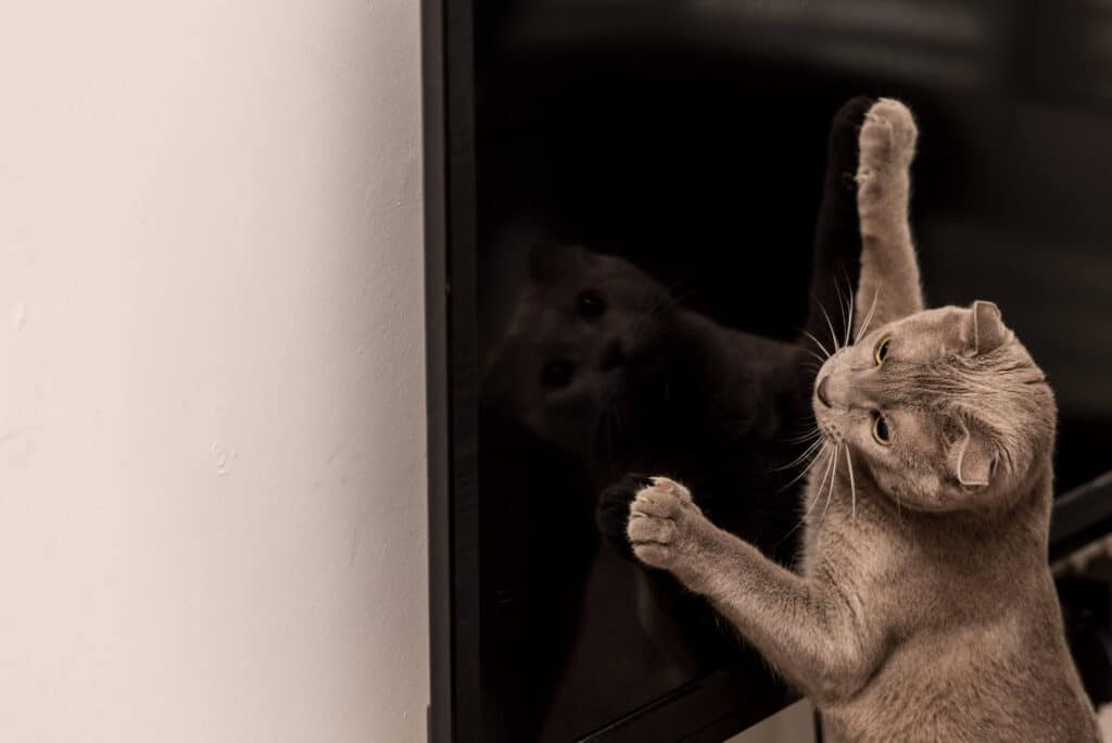 Chat tigré qui gratte un mur blanc dans un couloir pendant la nuit