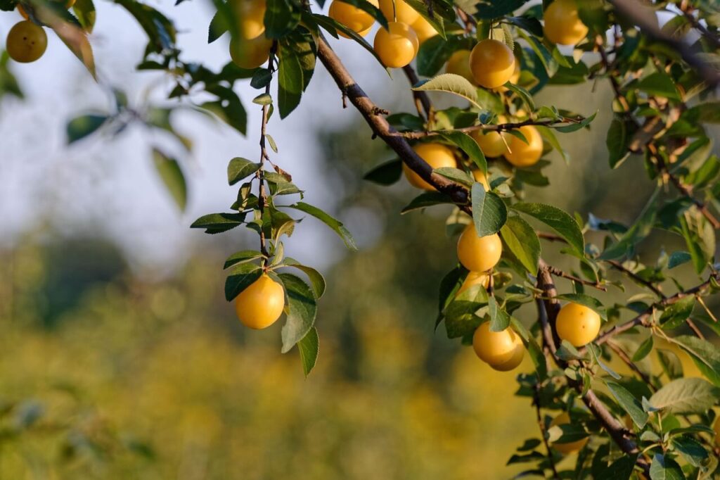 faire germer noyer de mirabelle