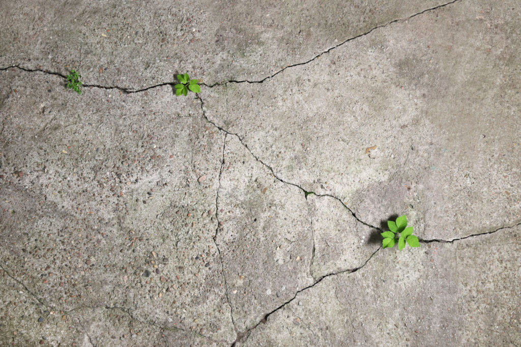 Enrobé d'une allée qui se soulève et se fissure, illustrant les causes possibles comme les racines d'arbres.