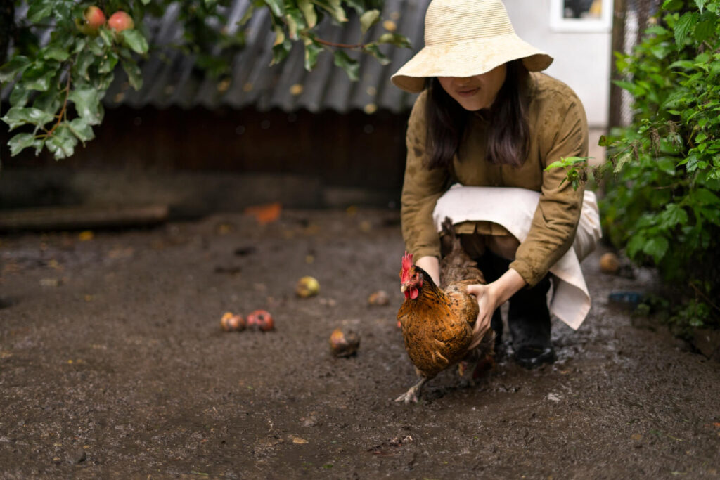 Poule pondeuse dans un jardin, se demandant si on peut la manger et comment la cuisiner.