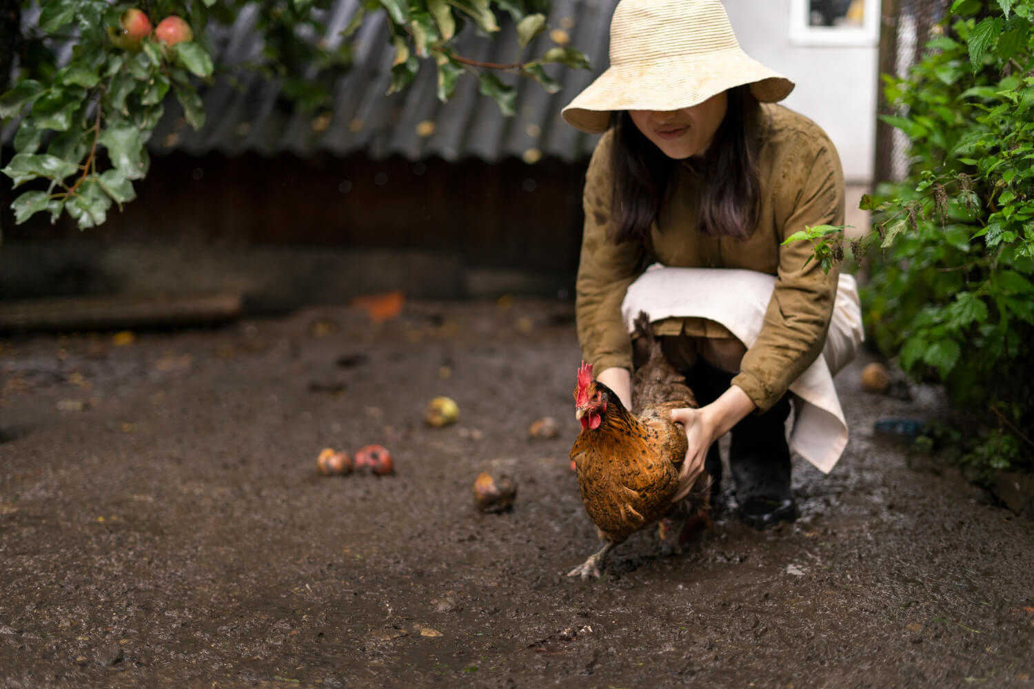Poule pondeuse dans un jardin, se demandant si on peut la manger et comment la cuisiner.