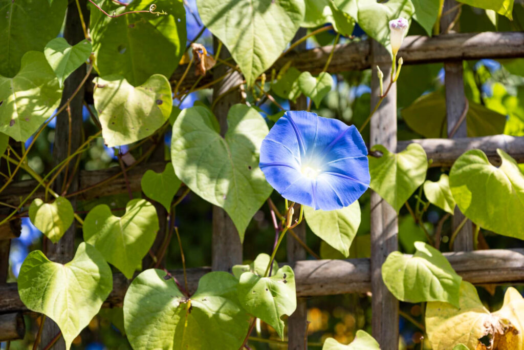 Des volubilis d'ipomée recouvrant entièrement une clôture de jardin.