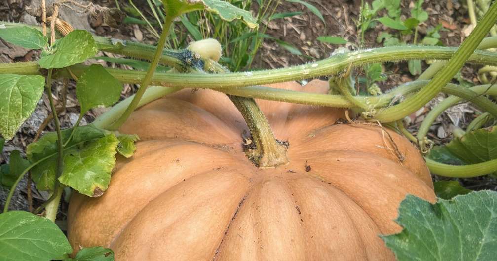 Courge Musquée de Provence