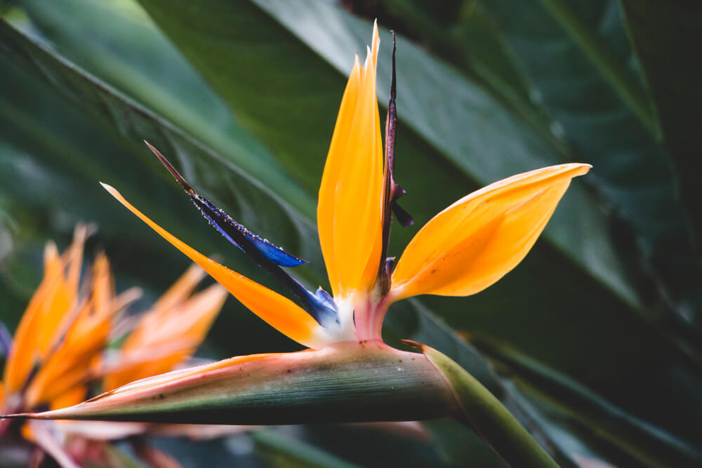 Feuillage d'un oiseau du paradis (Strelitzia) brûlé et noirci par le gel.