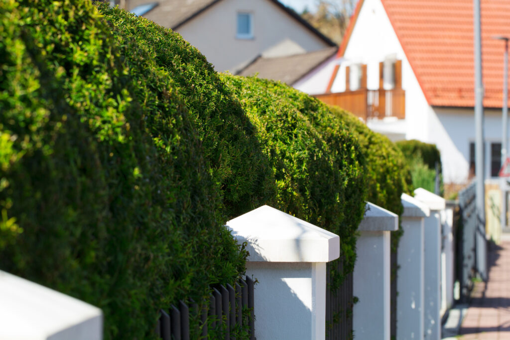 Clôture claire-voie + rue passante : comment réduire le bruit sans passer en plein ? 3