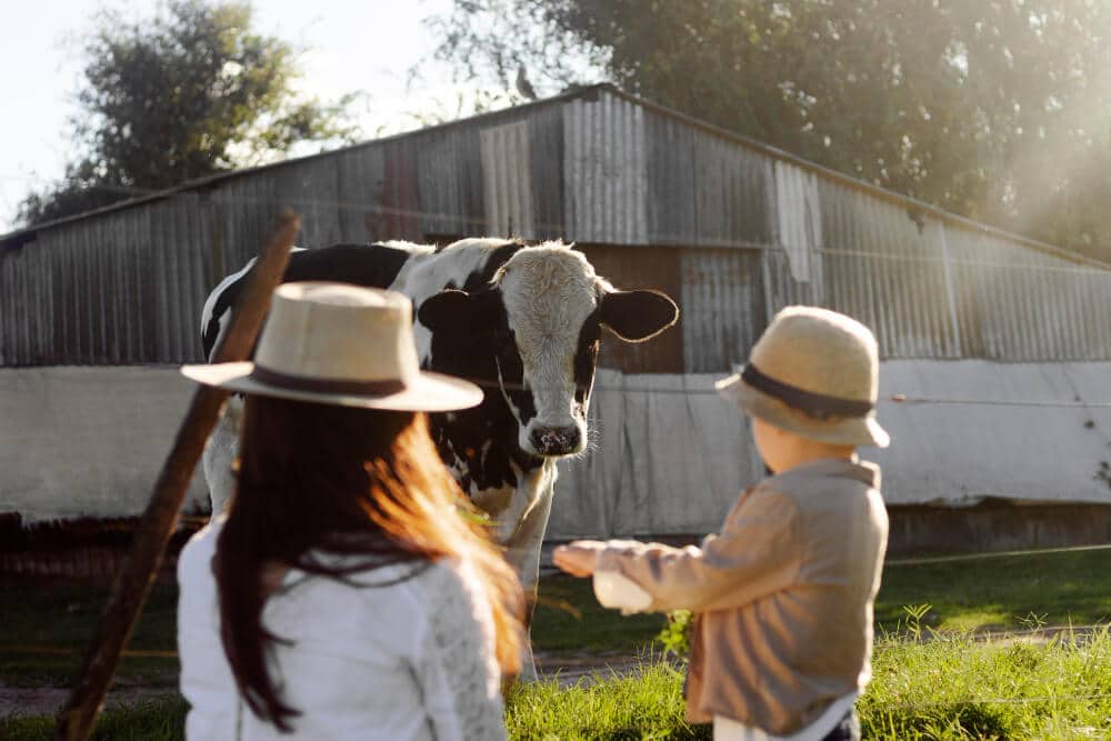 Vaches pâturant dans un pré juste derrière la clôture d'une maison individuelle.