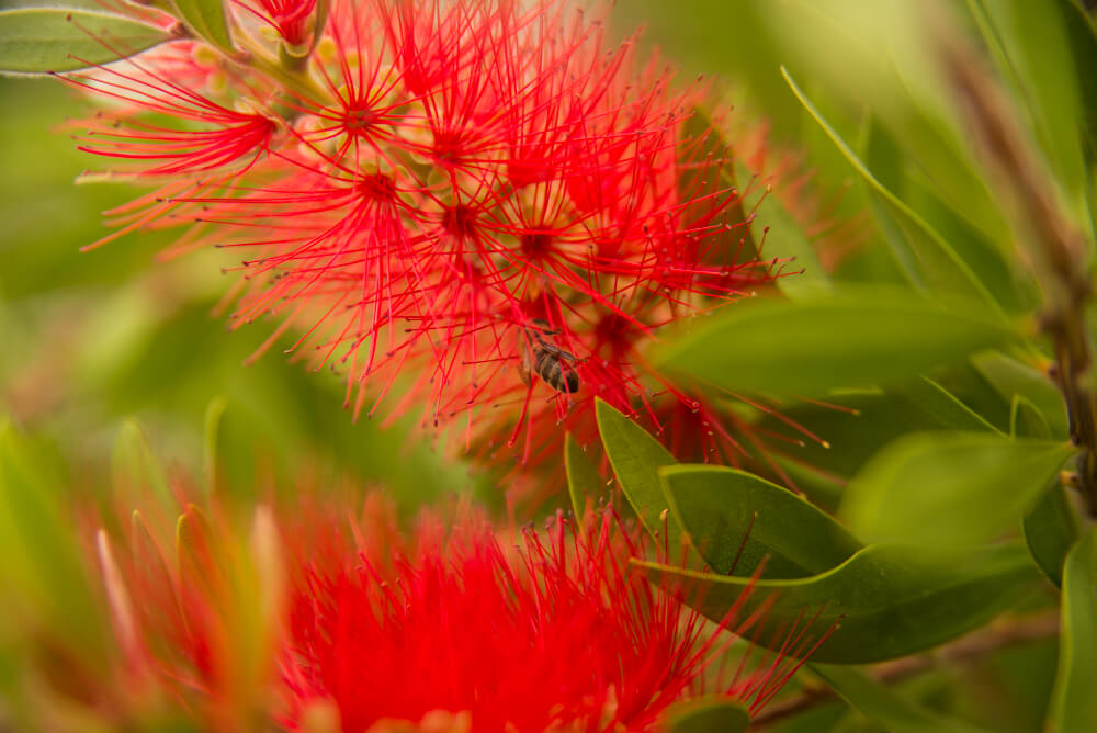 Mon Rince-bouteille (Callistemon) a les feuilles sèches : causes et remèdes 3