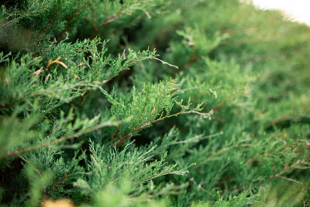 Le Thuya (Thuja)