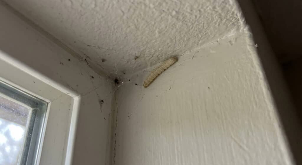 Petite chenille blanche (larve de mite alimentaire) rampant à l'angle d'un mur et d'un plafond dans une cuisine.