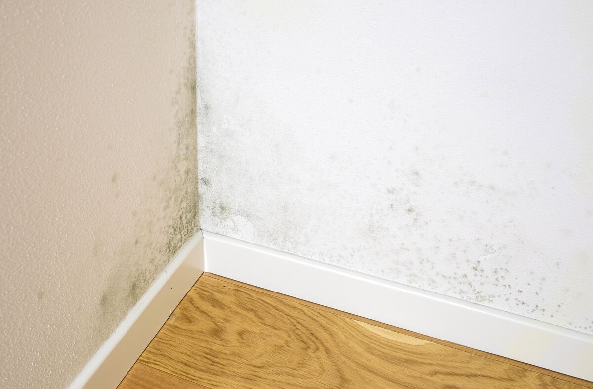 Murs gonflés d'humidité et recouverts de moisissures noires suite à une infiltration prolongée