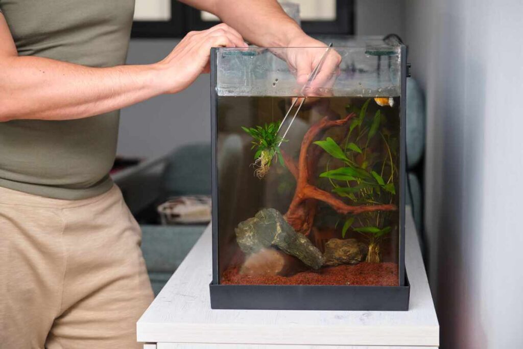 Un petit aquarium de 20 litres planté de crevettes et de petits escargots, sans aucun poisson rouge.
