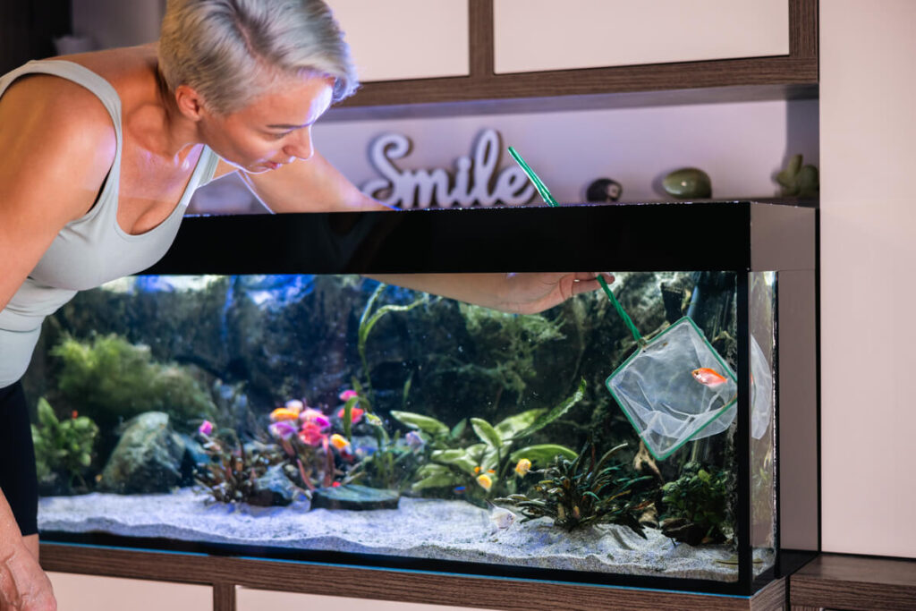 Un grand aquarium de 200 litres abritant deux poissons rouges de variété japonaise au milieu de plantes naturelles.
